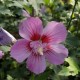 Hibiscus  syriacus Maike C7.5